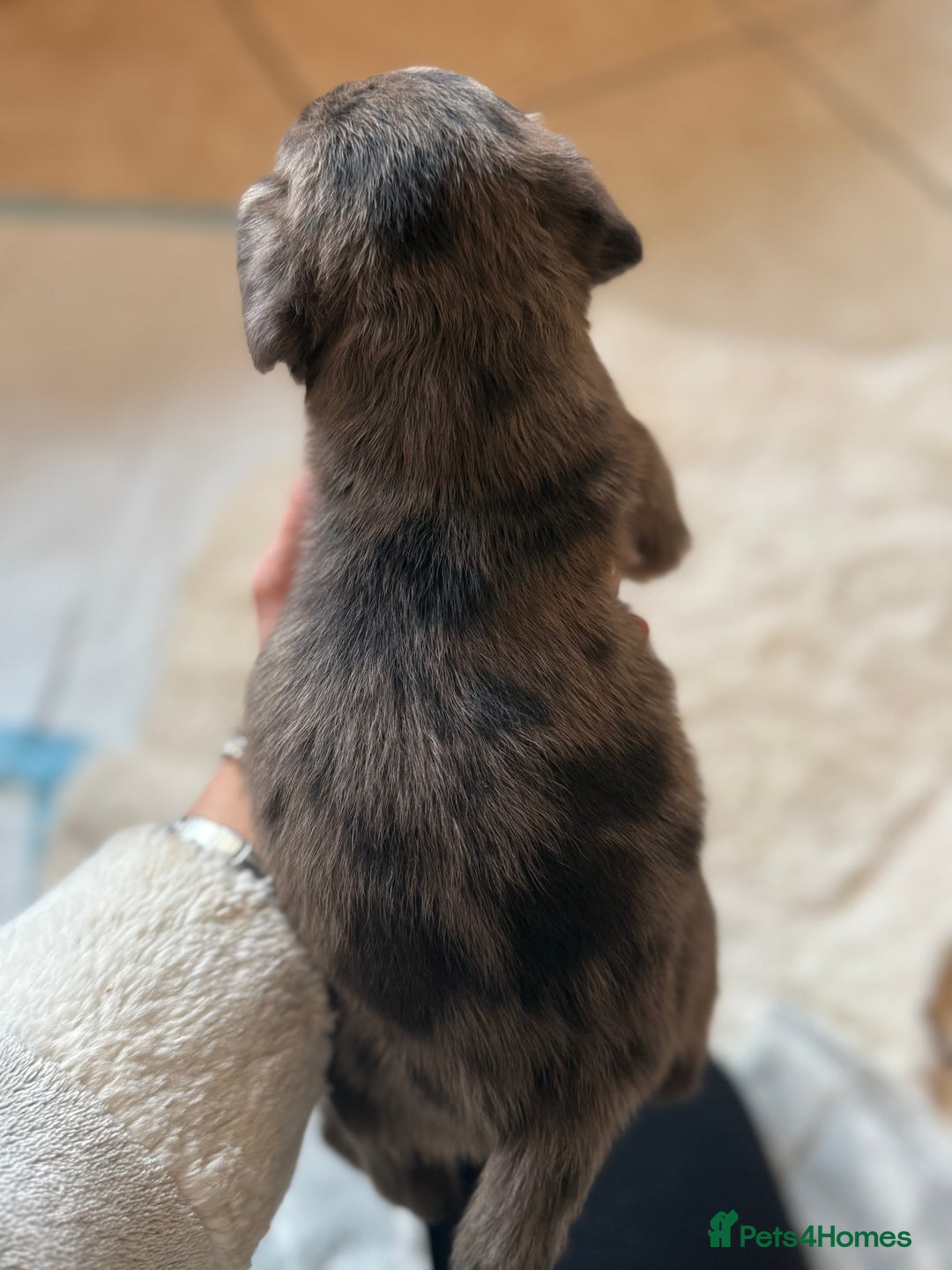Mixed Breed dogs for sale: Merle sprocker x lurcher puppies  - Image 5