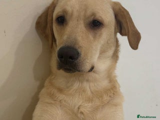 Labrador Retriever dogs Fully vaccinated Labrador retriever. - Advert 9