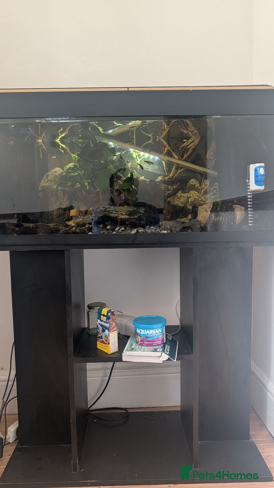 Other/Mixed Breed fish Fish tank with variety of fish - Advert 3