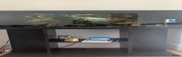 Other/Mixed Breed fish for sale: Fish tank with variety of fish - Advert 1