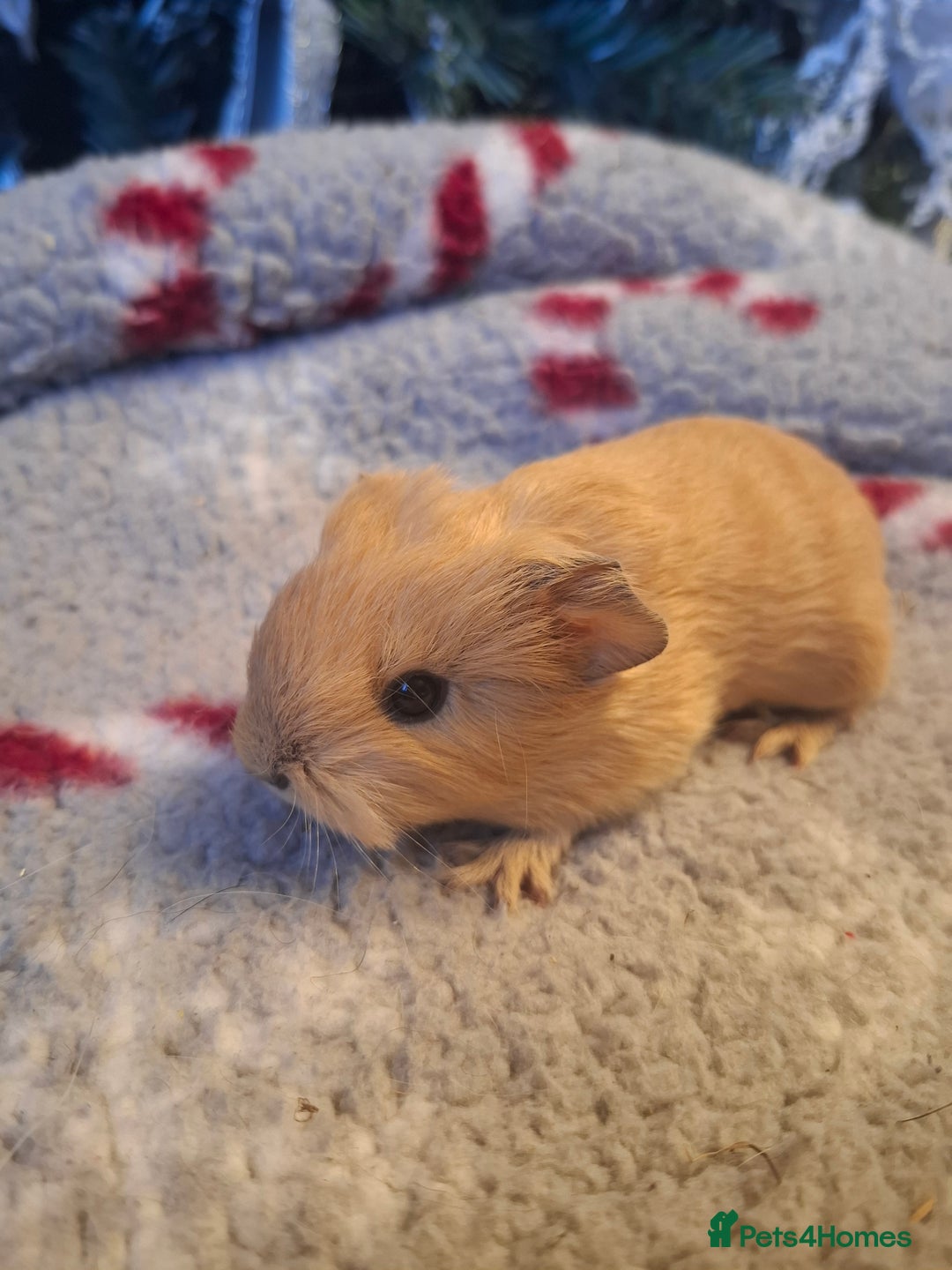 Guinea Pig rodents for sale: Sheltie Baby Guinea pigs Boys & Girls - Advert 4