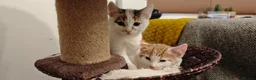 Mixed Breed cats for sale: Ginger-and-white boys and one Clico girl - Advert 25