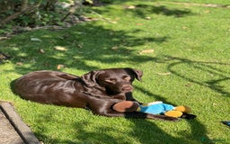 Labrador Retriever dogs for sale: Female Chocolate Labrador - Advert 4