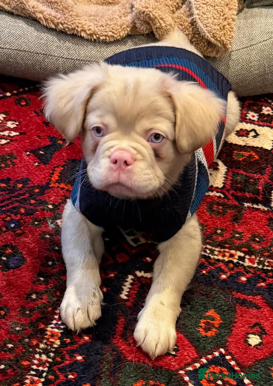 French Bulldog dogs for sale: Visual Fluffy !kc reg maskless french bulldogs  - Advert 4