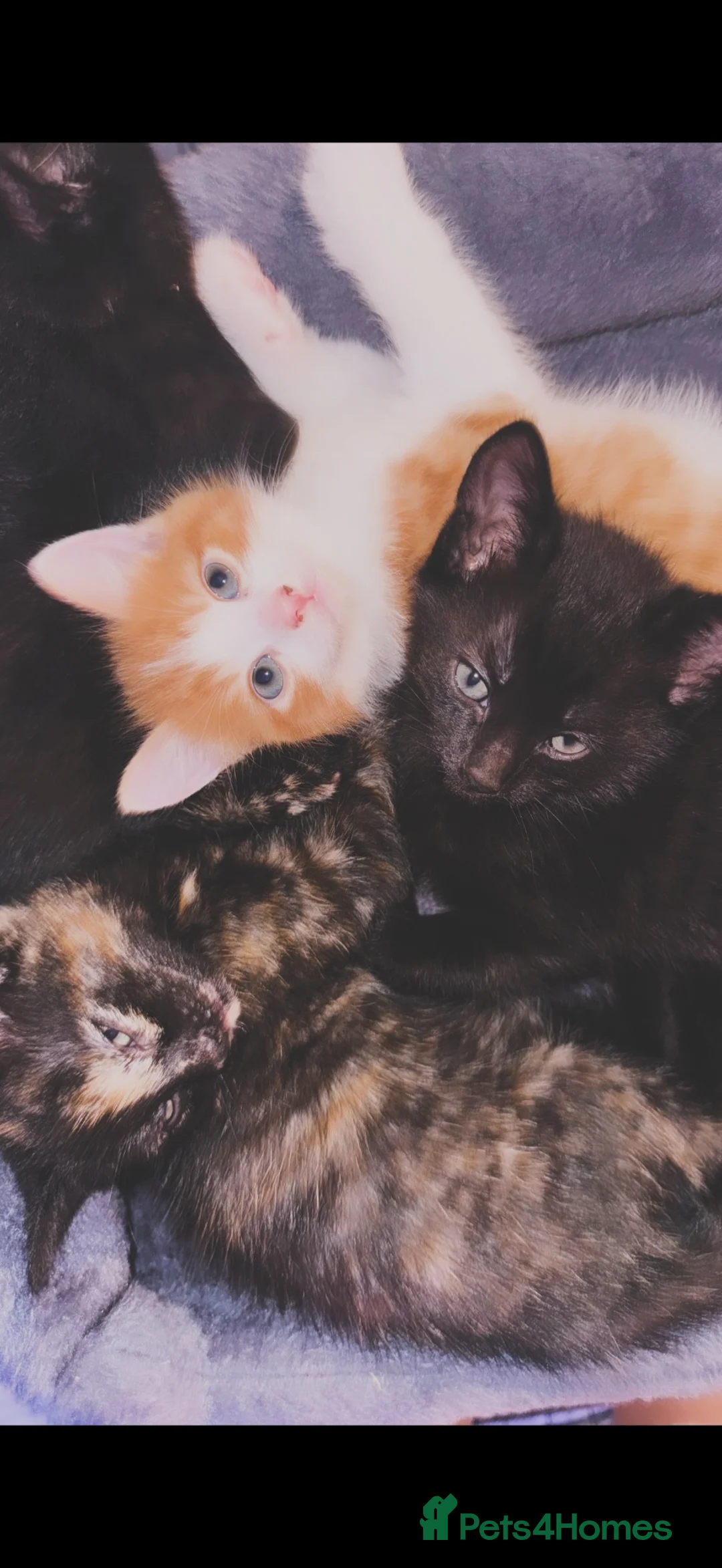 Mixed Breed cats for sale: 3 10 week old kittens  in Liverpool - Advert 1