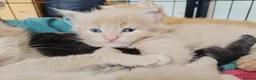 Maine Coon cats for sale: Dna health tested XXL Maine coon kittens  - Advert 5