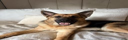 German Shepherd dogs for sale: German Shepherd Puppies - Advert 9