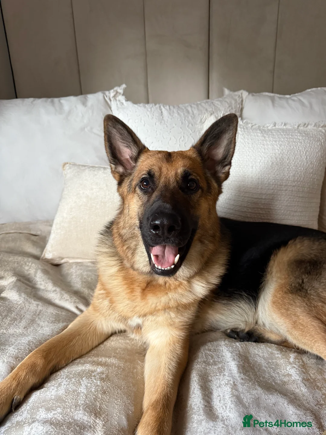 German Shepherd dogs for sale: German Shepherd Puppies - Advert 3