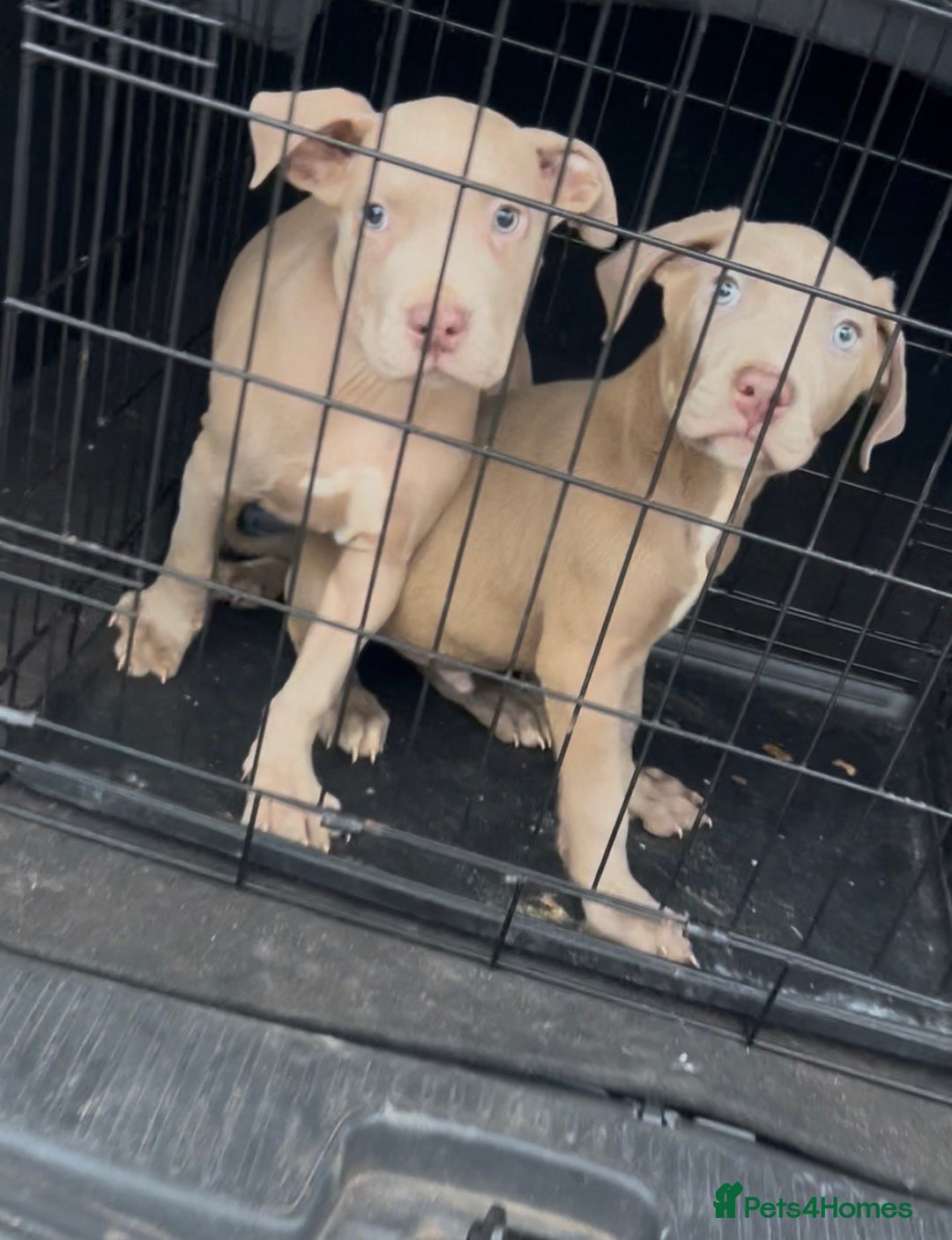 Mastiff dogs for sale: American Mastiff Males - Advert 2