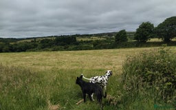 Mixed Breed dogs for sale: Litter of 7 dalmatian cross puppies - Image 3