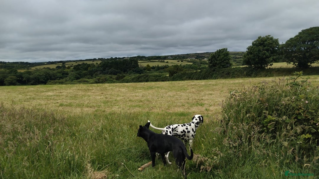 Mixed Breed dogs for sale: Litter of 7 dalmatian cross puppies - Image 3