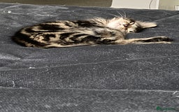 Mixed Breed cats for sale: 2 x 11 week old Female Kittens must go together!  - Image 28