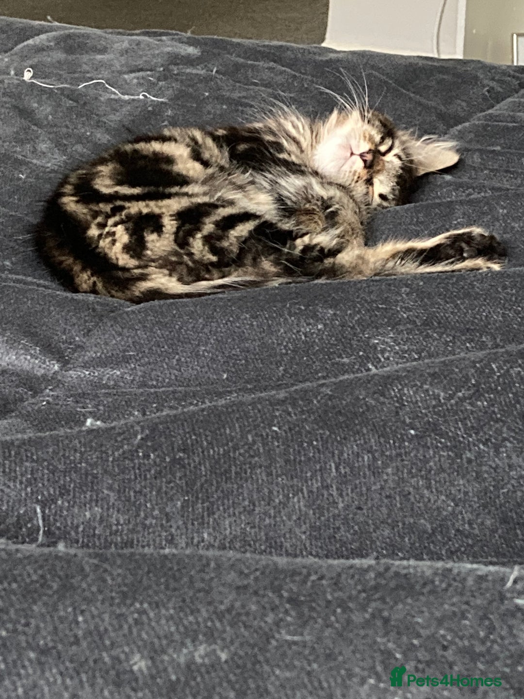 Mixed Breed cats for sale: 2 x 11 week old Female Kittens must go together!  - Image 28