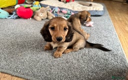 Miniature Dachshund dogs for sale: Longhaired shaded red puppies - Image 20