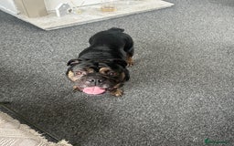 Old Tyme Bulldog dogs for stud: Beautiful TRINDLE OLD TYME BULLDOG💙👀 - Image 4