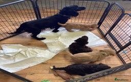 Cockapoo dogs for sale: F1 cockapoos  - Image 13