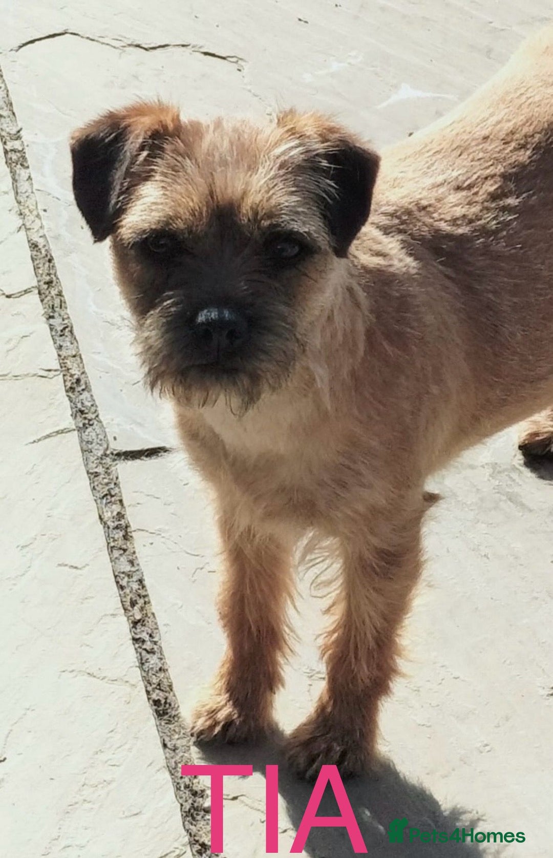 Border Terrier dogs for sale: Beautiful Borders - Advert 5