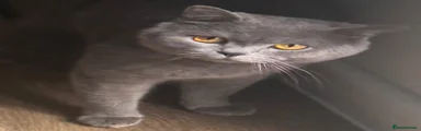 British Shorthair 2