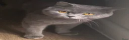 British Shorthair cats for sale: British Shorthair Male and Female for Sale  - Advert 3