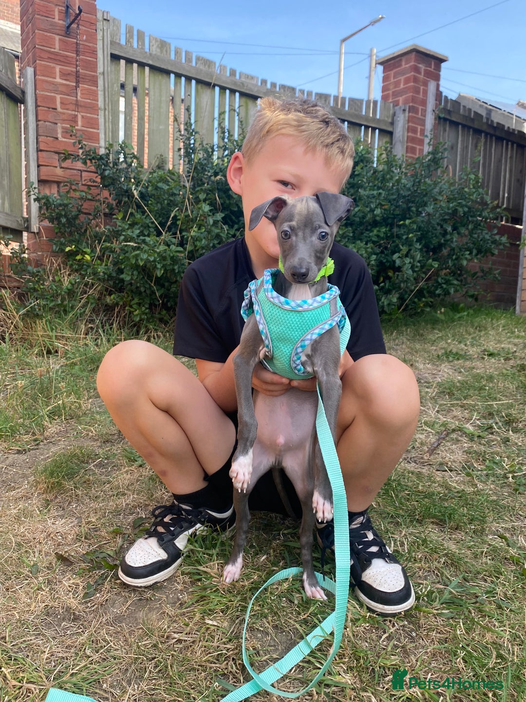 Italian Greyhound dogs for sale: Last blue boy kc reg ready now fully vaccinated  - Image 8