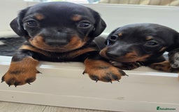 Miniature Dachshund dogs for sale: KC Miniature Dachshund Pups  - Image 11