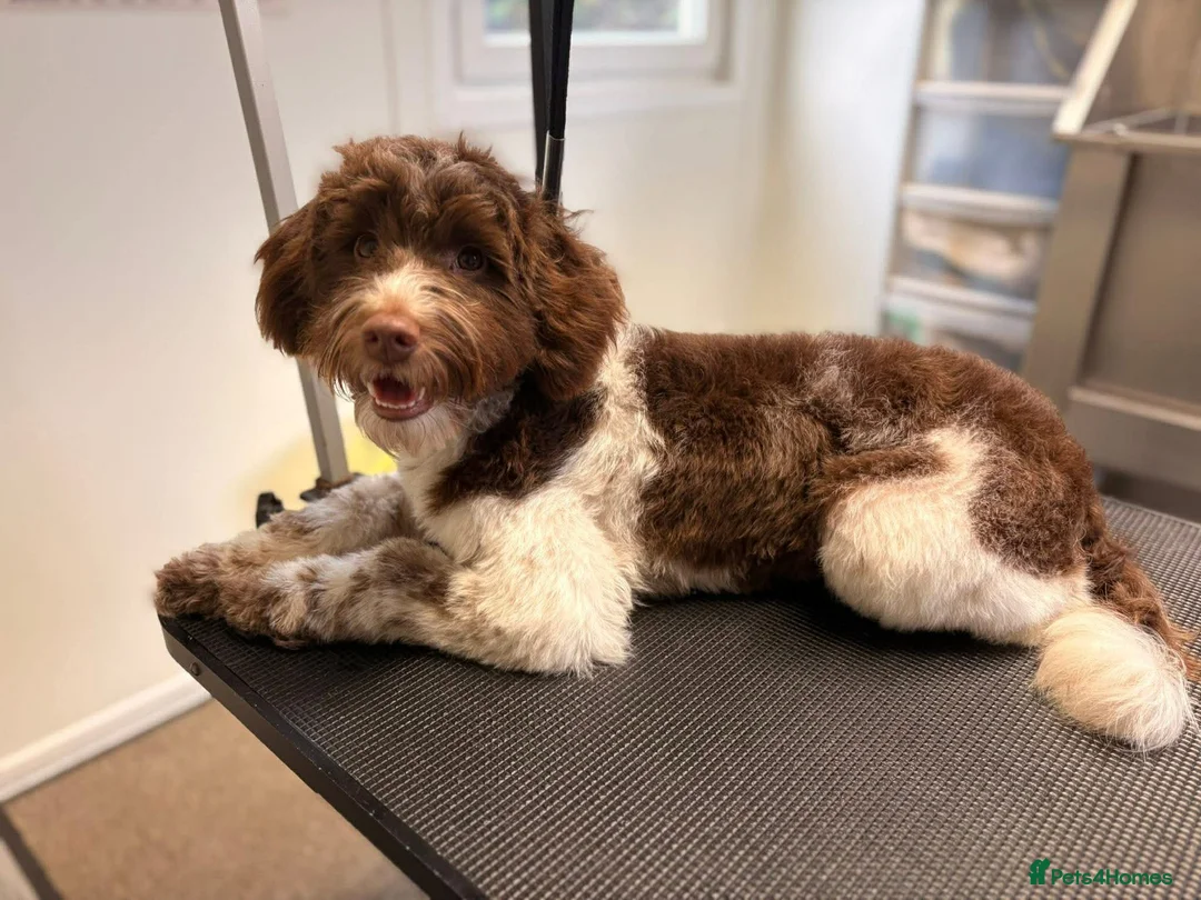 Cockapoo dogs for sale: Gorgeous F1 babies - choc solids, partis, merles. in Trimdon Station - Advert 31