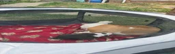 Mixed Breed dogs for sale: Old Tyme Collies looking for their forever home in Durham - Advert 14