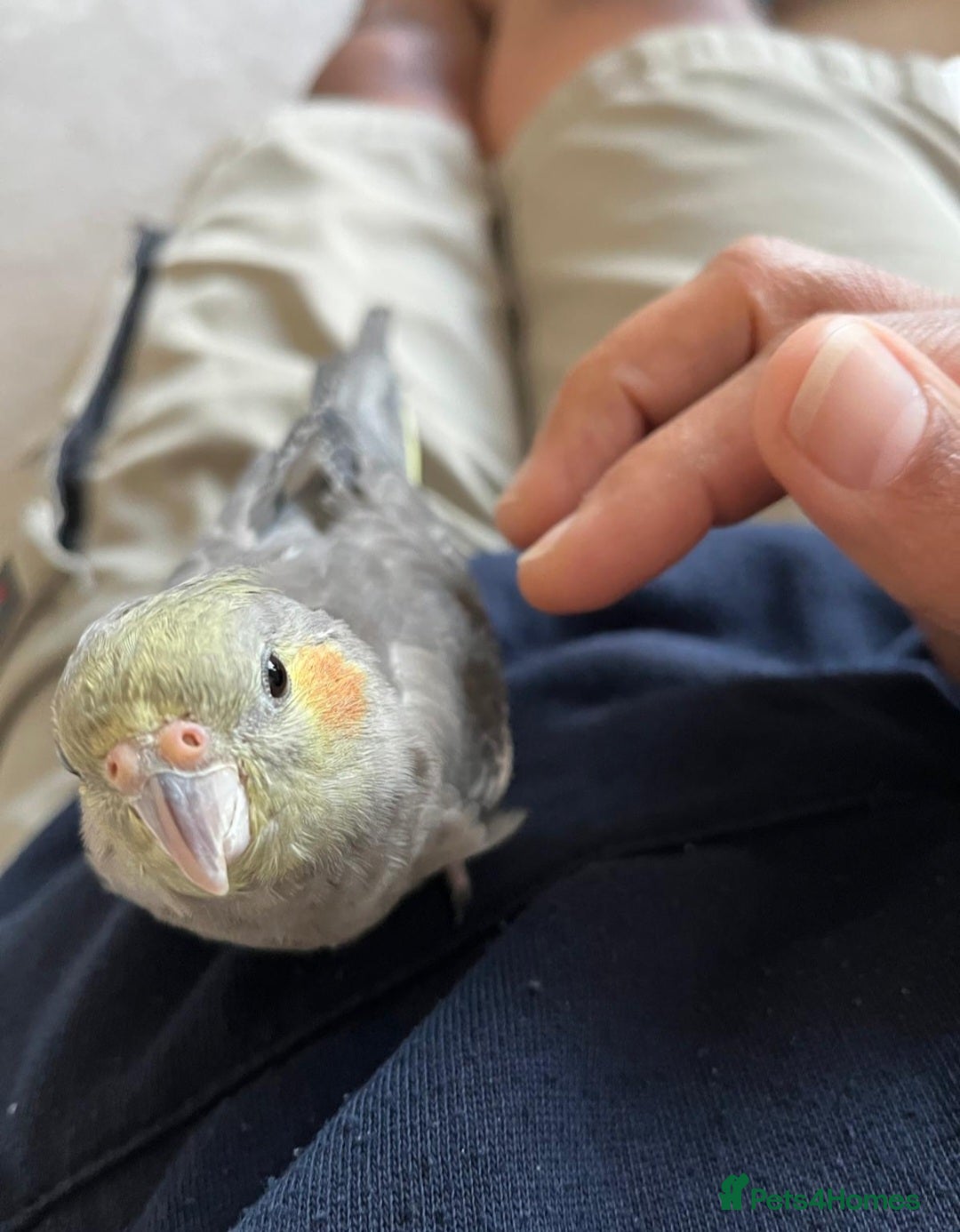 Cockatiels birds for sale: Tame Cockatiel with full set up. Beautiful boy ❤️ - Advert 3