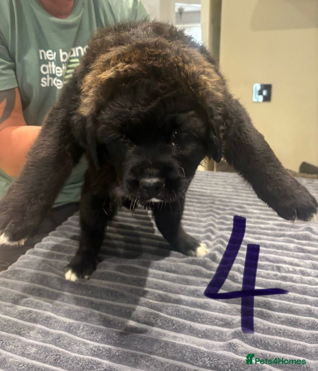 Central Asian Shepherd dogs for sale: Central Asian Shepard x Rottweiler  - Image 8