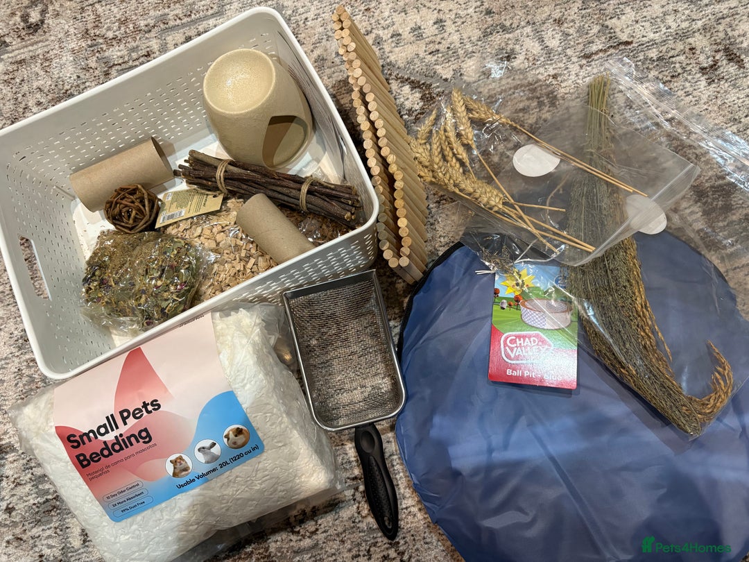 Hamster rodents for sale: Male Syrian Hamster - Advert 8