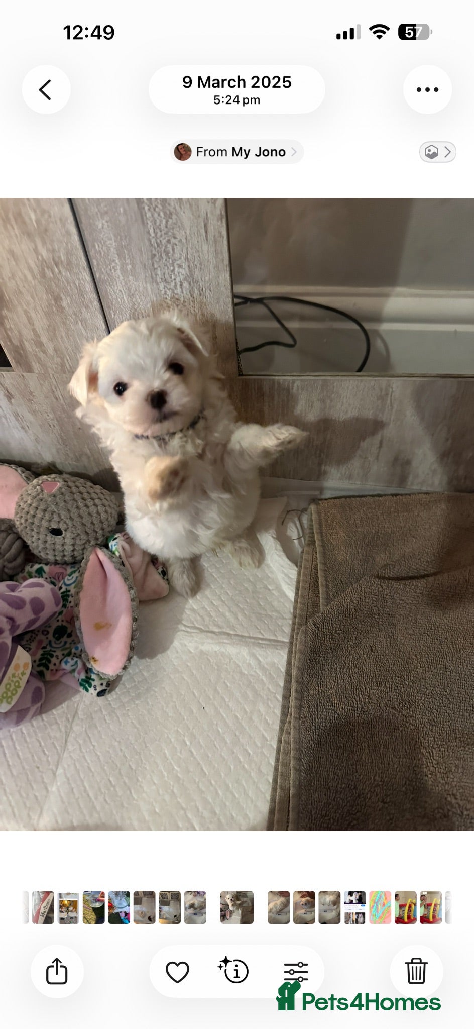 Maltese dogs we have one Tiny little boy available - Advert 2