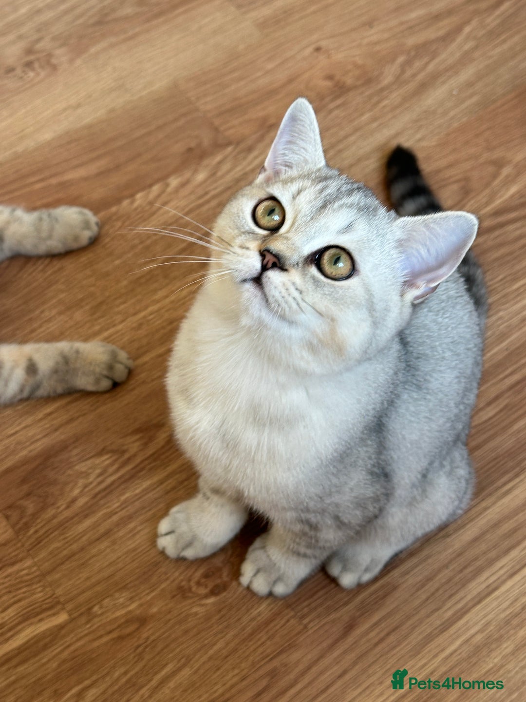British Shorthair cats for sale: Gorgeous British Longhair & Shorthair Kittens - Advert 16