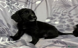 Cocker Spaniel dogs for sale: Beautiful puppy’s  - Image 7