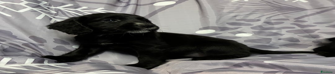 Cocker Spaniel Puppy 3