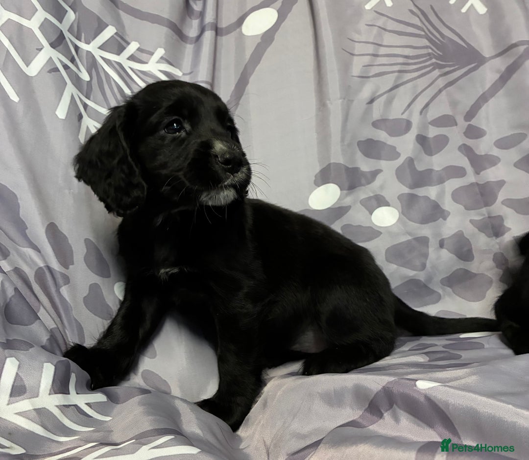 Cocker Spaniel dogs for sale: Beautiful puppy’s  - Image 7
