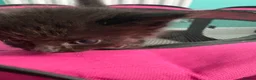 Mixed Breed cats for sale: 2 female and 2 male kittens  - Advert 5