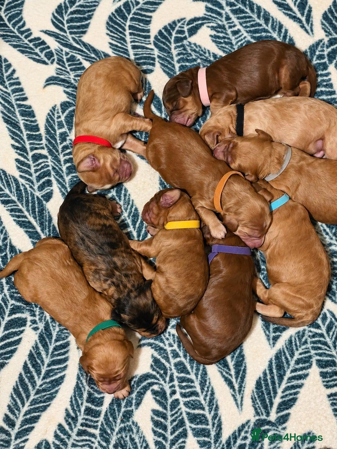 Cockapoo dogs for sale: Beautiful F1 Cockapoo Puppies  - Advert 14