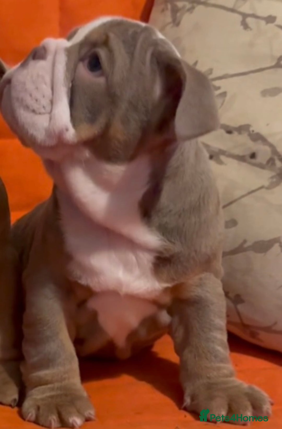 English Bulldog dogs for sale: English bulldogs pup - Image 11