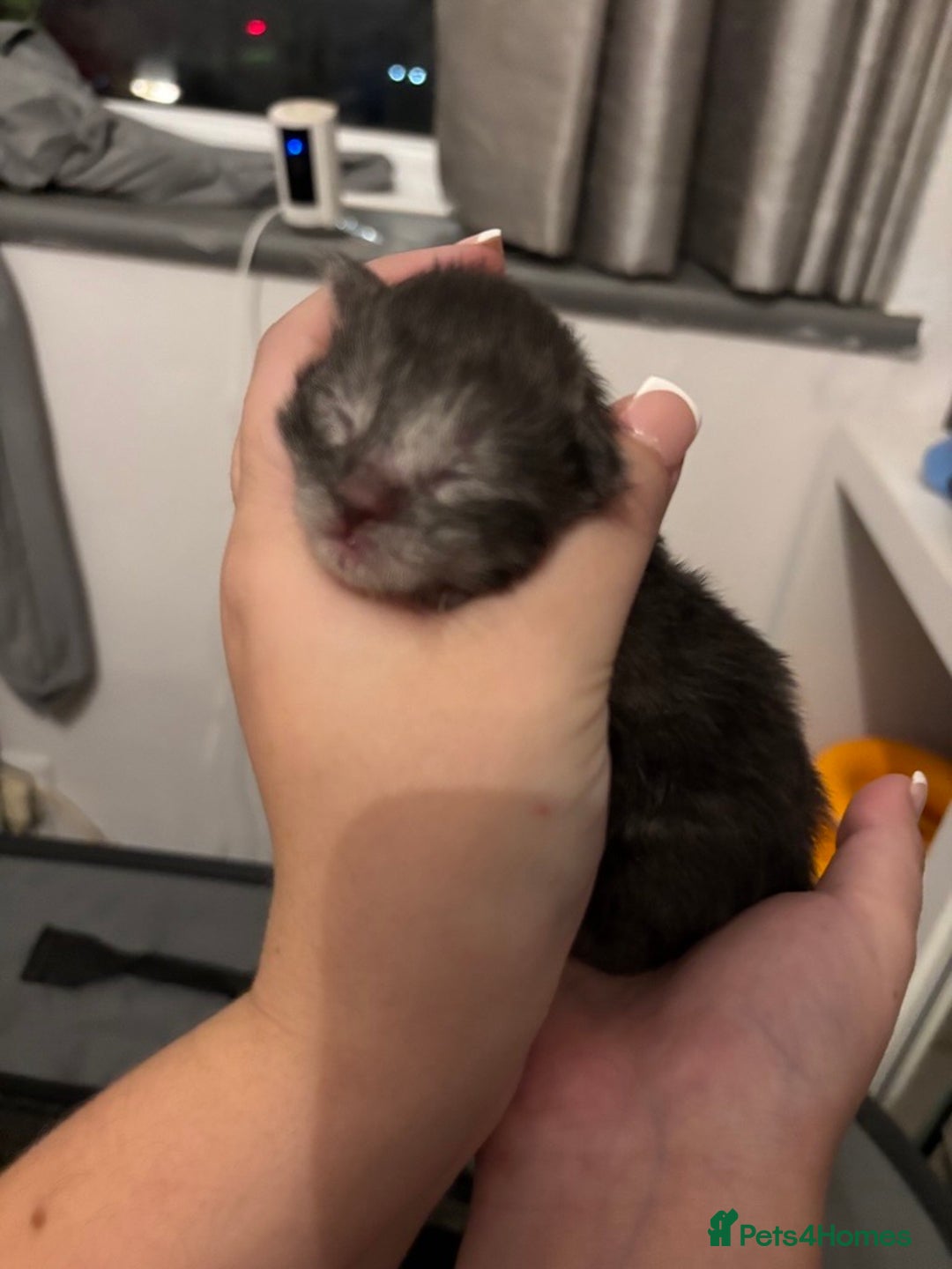 Maine Coon cats for sale: Maine Coon Kittens - Image 8