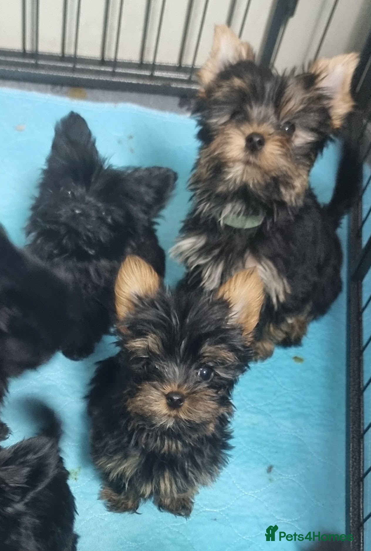 Yorkshire Terrier dogs Yorkshire Terrier - Advert 2