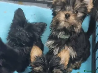 Yorkshire Terrier dogs Yorkshire Terrier - Advert 2