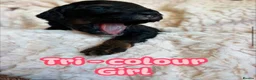 Cockapoo dogs for sale: Stunning cockapoo/toy poodle puppies  - Advert 25