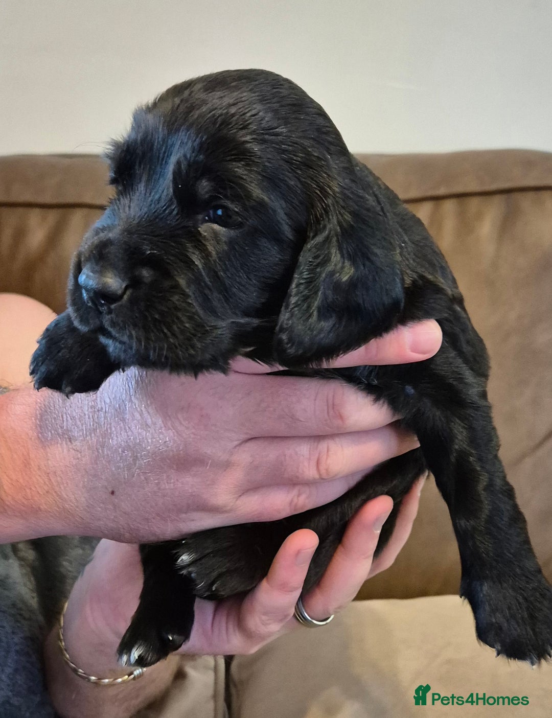 Sprocker dogs for sale: Sprocker F1  - Image 4