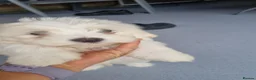 Mixed Breed dogs for sale: Bichon frise  in Bedford - Advert 3