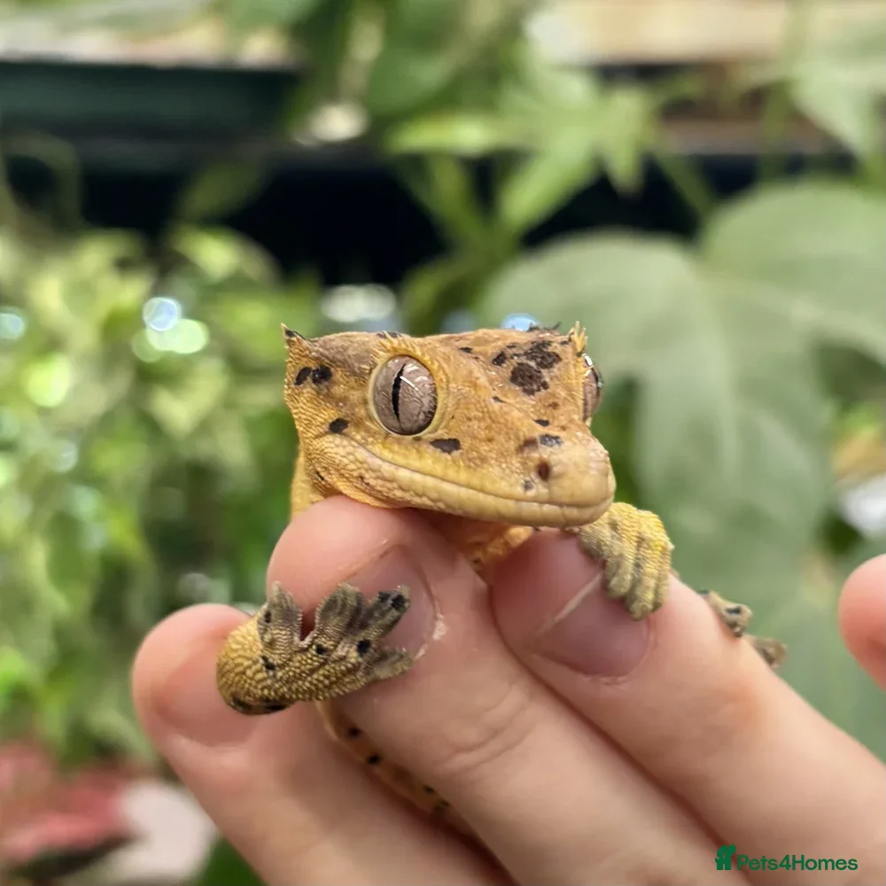 Gecko reptiles WANTED: Crested Gecko. - Advert 1
