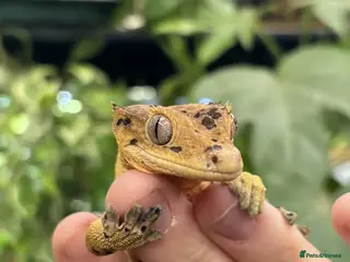 Gecko reptiles WANTED: Crested Gecko. - Advert 7