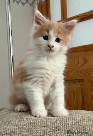 Maine Coon cats - Advert 1