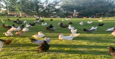 Chickens poultry in Spalding - Advert 8