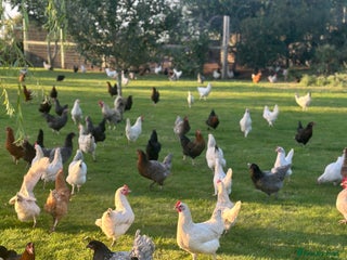 Chickens poultry in Spalding - Advert 3