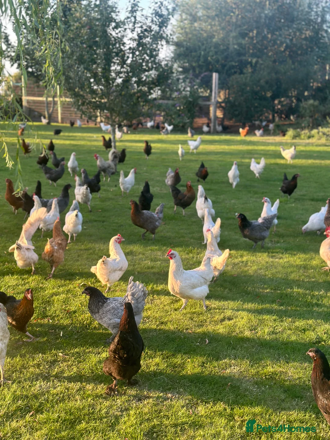 Chickens poultry for sale: All Colour POL Available  in Spalding - Advert 2